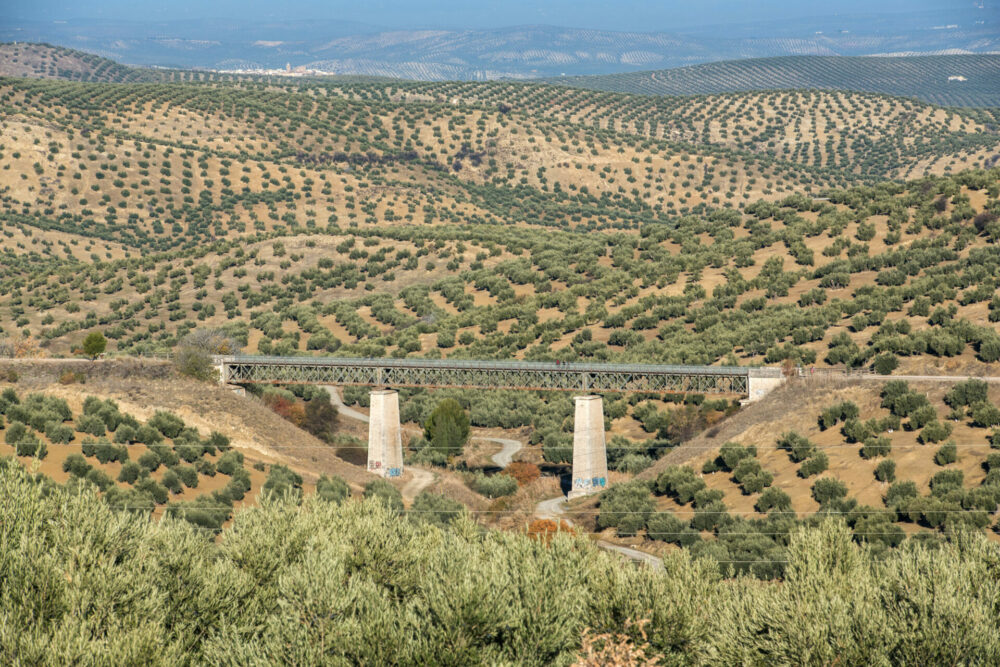 via verde del aceite mar de olivos jaen