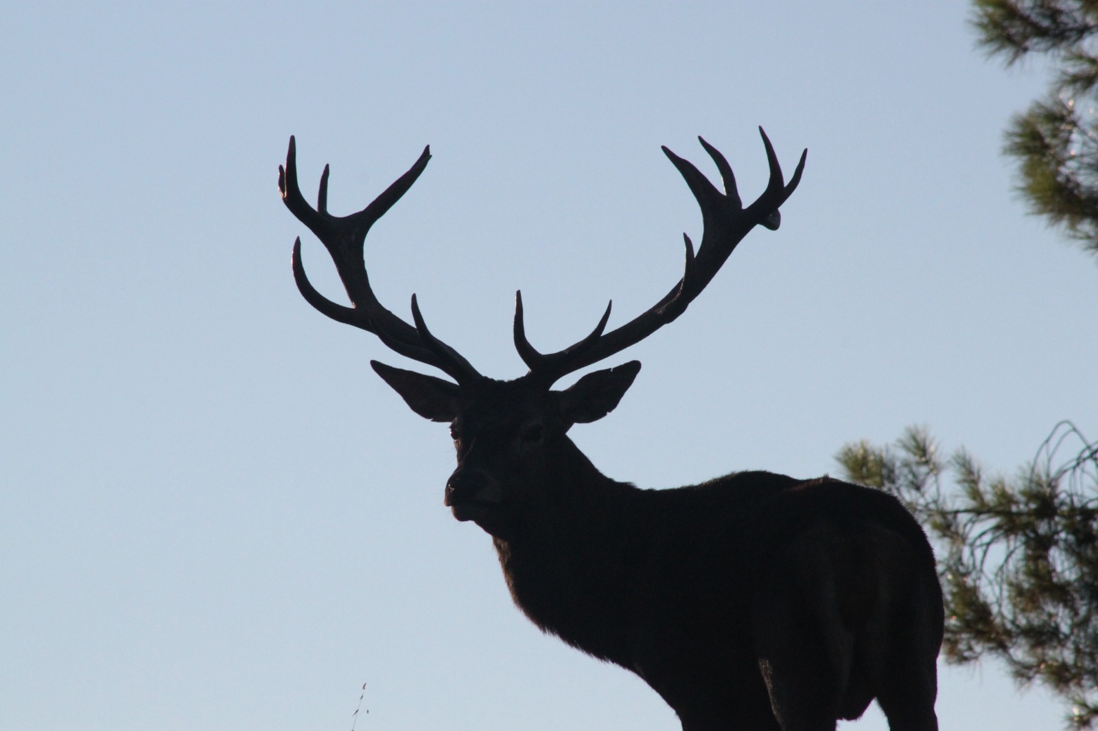 los mejores sitios para escuchar la berrea en jaen