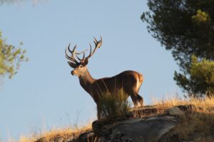 ciervo berrea sierra de andújar