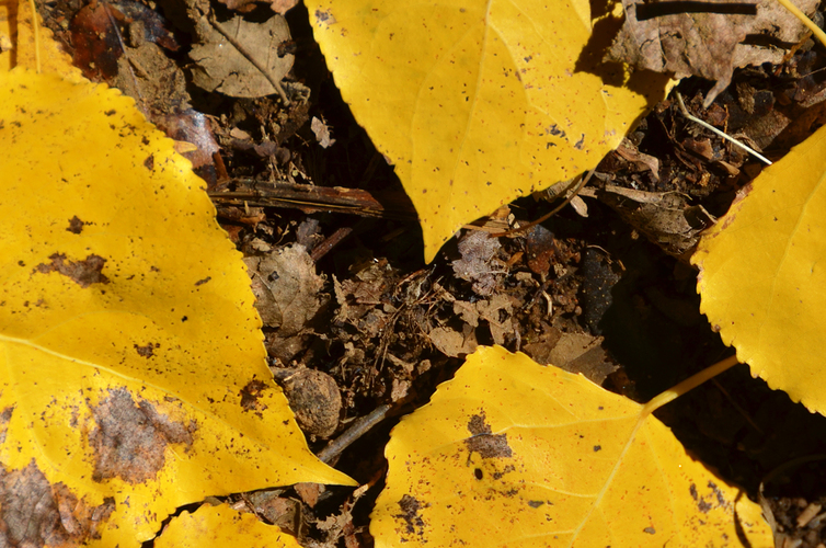 otoño jaen niños planes