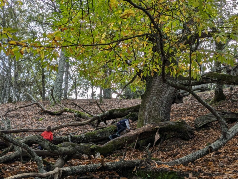 castañar de valdeazores parque natural despeñaperros jaen