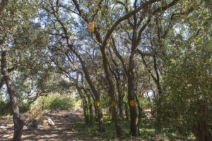 bosque de la bañizuela torredelcampo