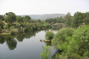 jabali encinarejo sierra andujar